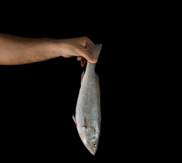 Hand of man holding Fresh raw corvina fish on black