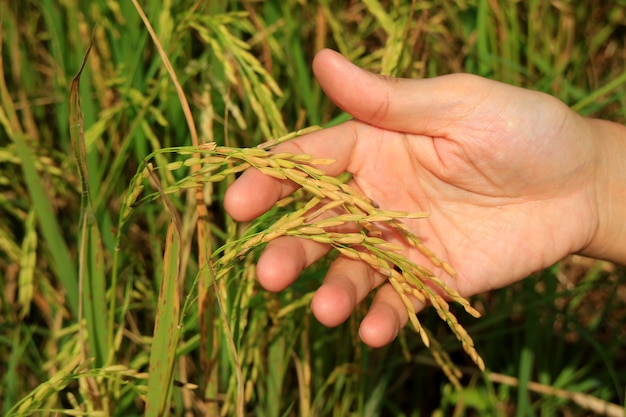 Hand of a man holding ripe grains of the rice plants in a paddy field