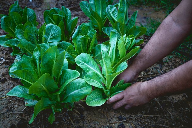 Hand man lettuce garden