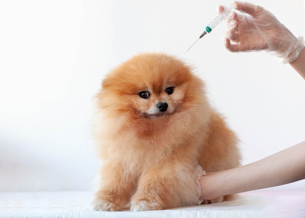 医療用手袋をはめた手が、オレンジ色の小さなポメラニアン犬の頭に注射器をかざします。