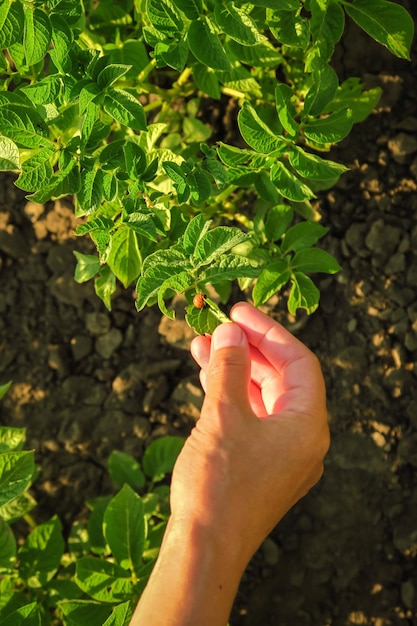 hand met aardappelblad met colorado kever erop