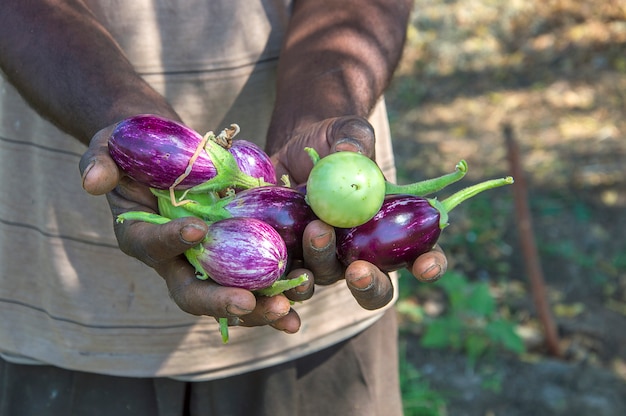 Hand met aubergine op biologische aubergines of eierplant