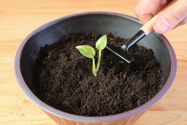 Hand met behulp van mini-hark om de grond te bewerken voor het planten van jonge spruiten