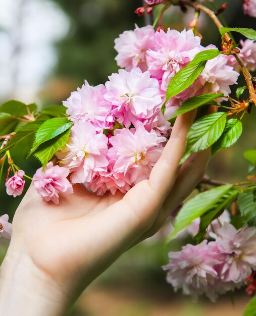 Hand met bloeiende boomtak Sakura-bloesem Lentestemming Ontspannende tijd