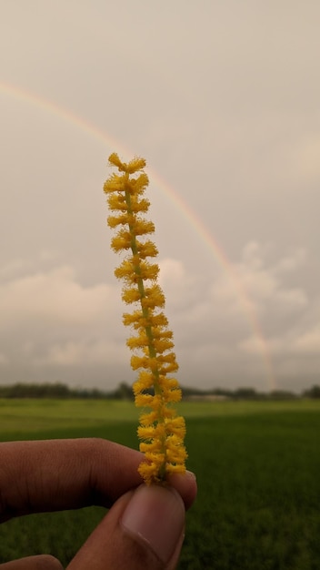 Hand met bloem