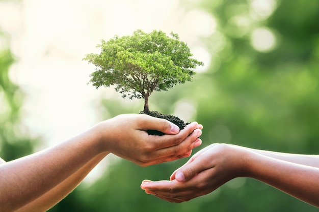 Hand met boom op onscherpte groene natuur.