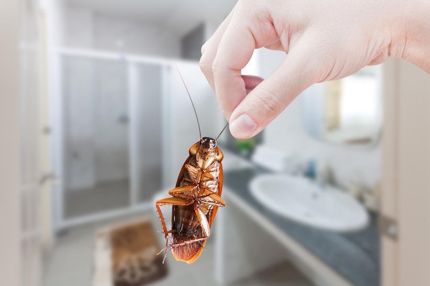 Hand met bruine kakkerlak op toiletachtergrond elimineren kakkerlak in toilet Kakkerlakken als dragers van ziekten