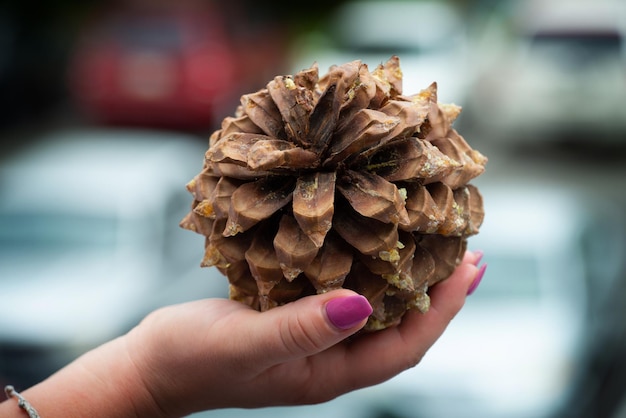 Hand met een dennenappel vrouwelijk bos