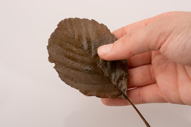 Hand met een droog herfstblad in de hand op een witte achtergrond