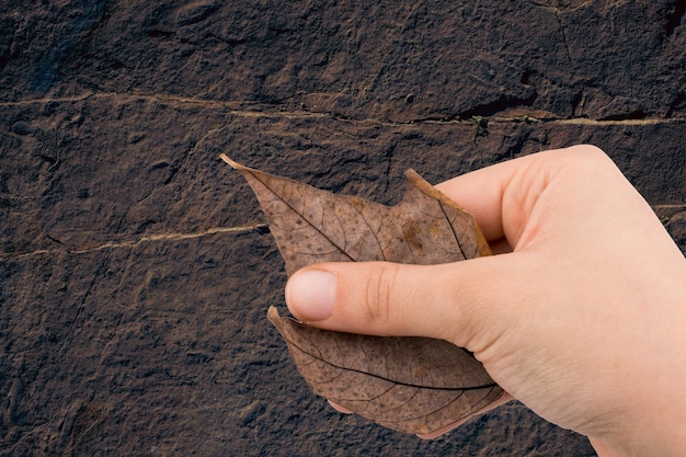 Hand met een droog herfstblad in de hand op een witte achtergrond