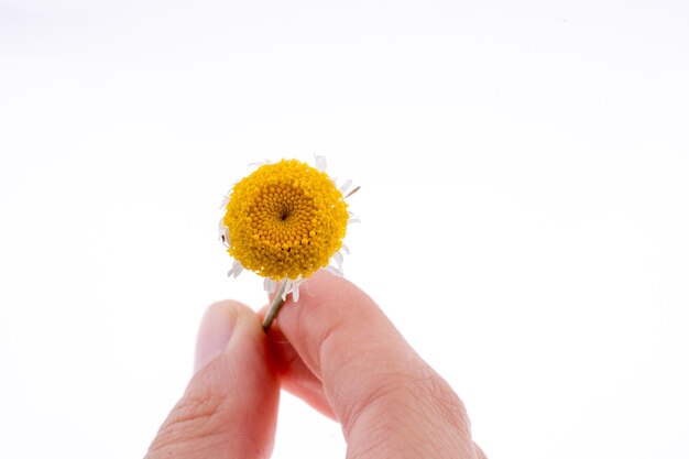 Hand met een gele bloem.