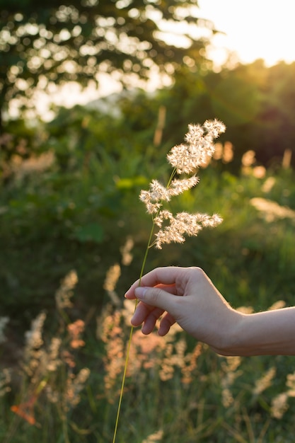 Hand met een grasbloem