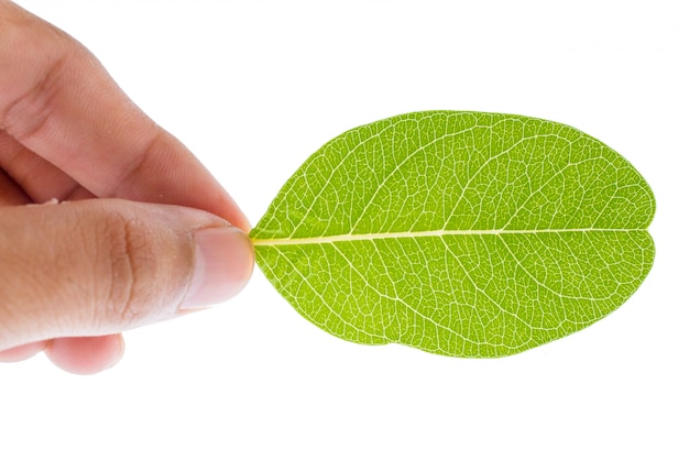 Foto hand met een groen blad