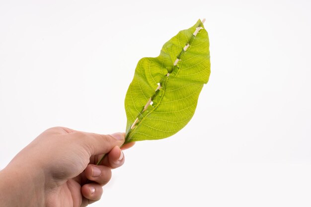 Foto hand met een groen blad