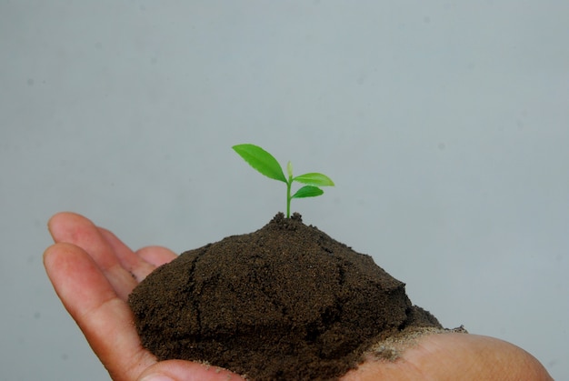 Foto hand met een kleine zaailing plant