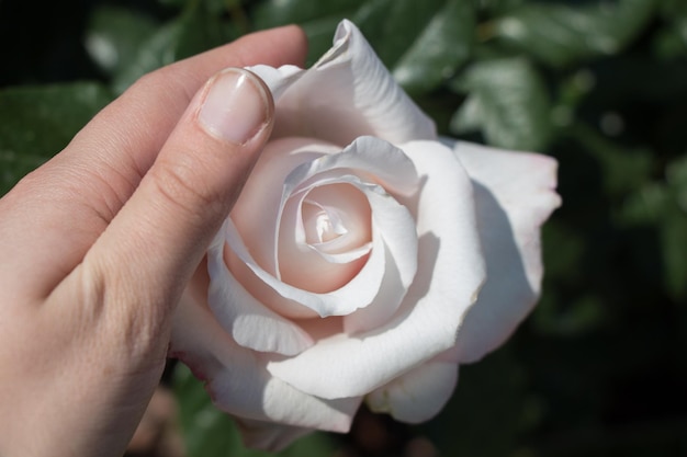 Hand met een kleurrijke roosbloem