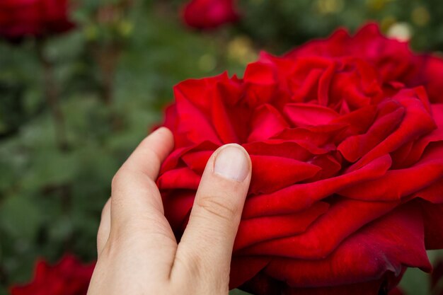 Hand met een kleurrijke roze bloem