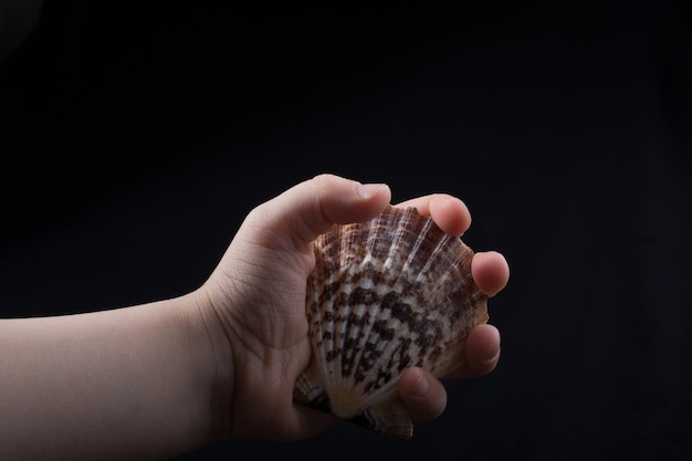 Hand met een mooie zeeschelp in de hand