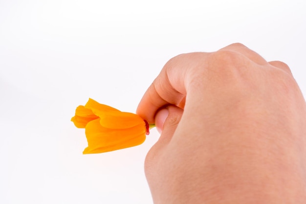 Hand met een oranje bloem op een witte achtergrond