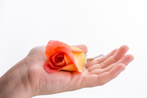 Hand met een oranje roos op een witte achtergrond