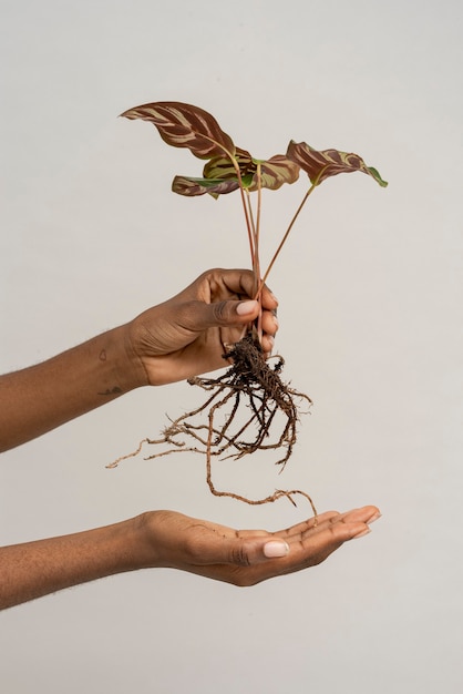 Hand met een pauwplant