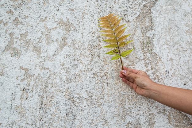 hand met een plant