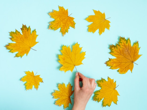 Hand met geel esdoornblad op herfst achtergrond van gedroogde esdoorn bladeren gerangschikt in een cirkel op lichtblauw, bovenaanzicht achtergrond, plat lag, kopieer ruimte. Herfst achtergrond