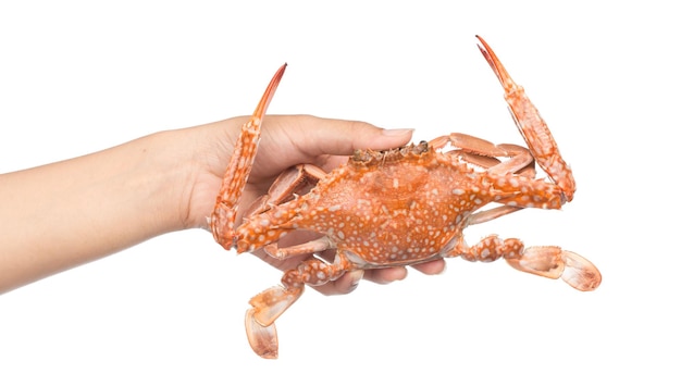 Foto hand met gekookte krab geïsoleerd op een witte achtergrond