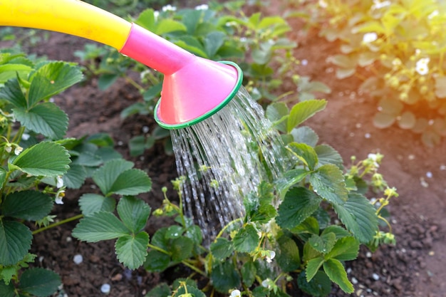 Hand met gieter in kas die de aardbeien water geeft