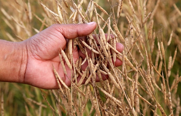 Hand met gouden mosterdpeulen in veld