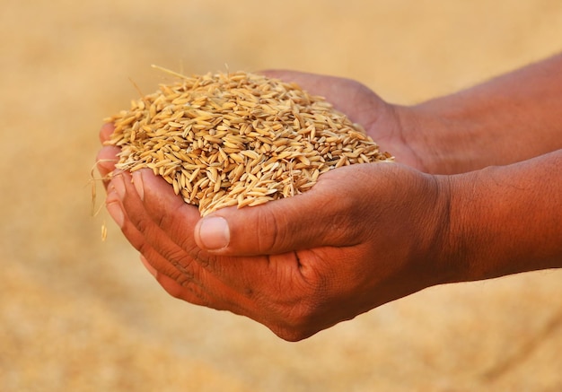 Hand met gouden padiezaden op het Indiase subcontinent