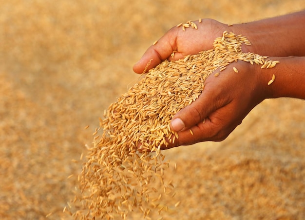 Hand met gouden padiezaden op het Indiase subcontinent