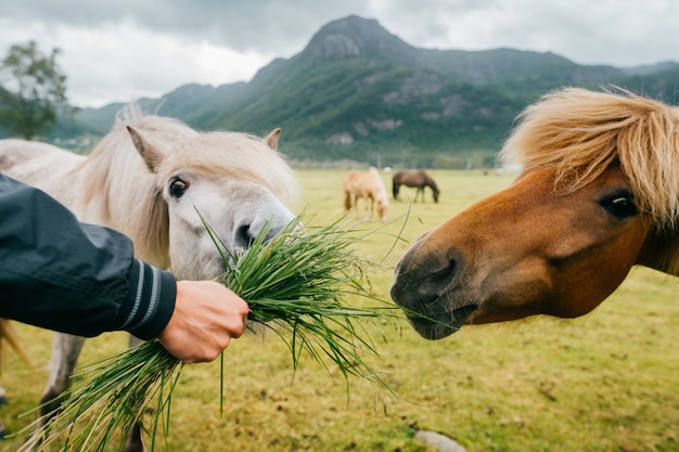 Hand met gras voedende paarden op weiland