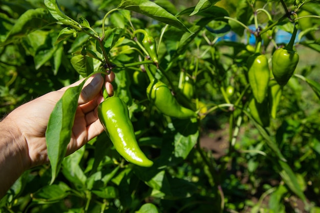 Hand met groene paprika in het veld