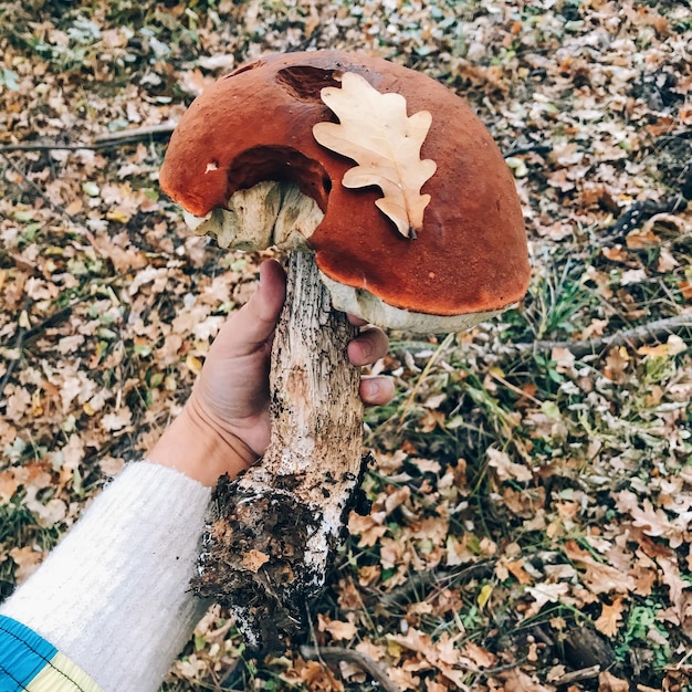 Hand met grote paddenstoel in herfstbos Leccinum aurantiacumin met blad in de hand op de achtergrond van zonnig bos en herfstbladeren Paddestoelen plukken in het bos Kopieer ruimte