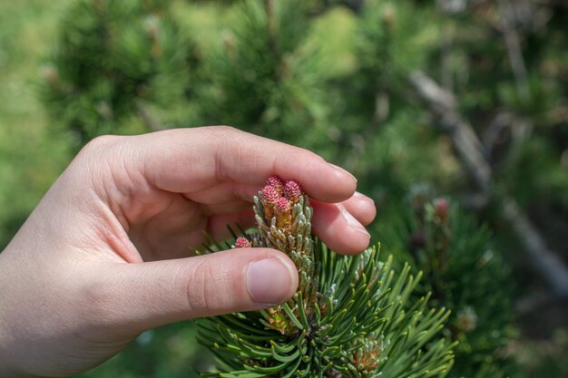 Hand met kleurrijke lentebloemen