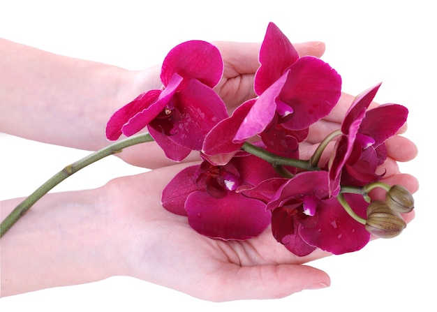 Hand met mooie bloeiende orchidee op wit