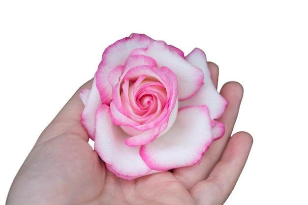 Hand met mooie roze roze bloem geïsoleerd op witte achtergrond Valentijnsdag kaart concept