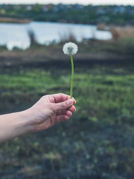 Hand met paardebloem op gebakken gras