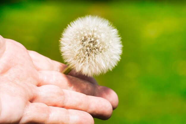 Hand met paardebloem