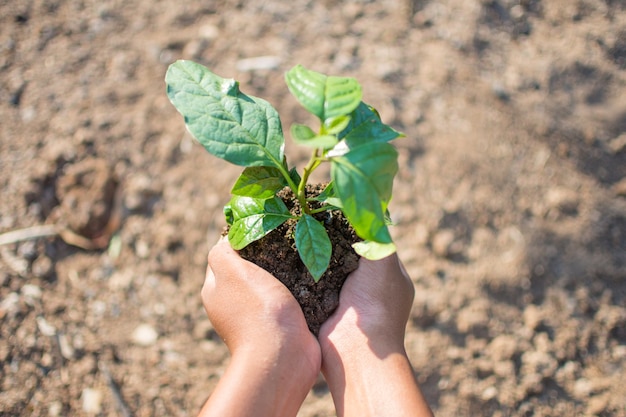 hand met plant met de natuur achtergrond