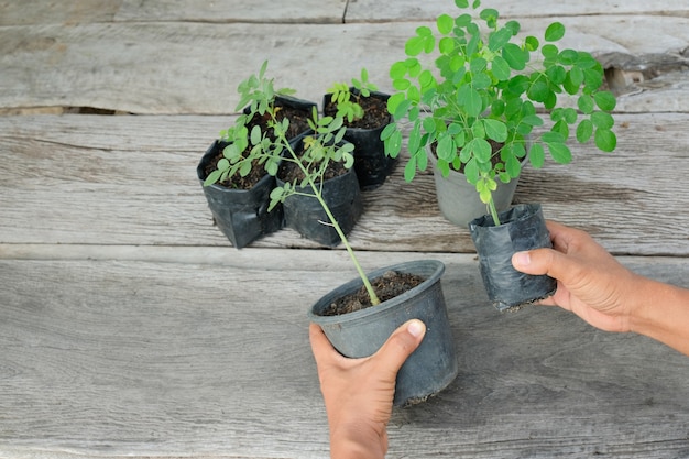 hand met planten in een pot en houten achtergrond.