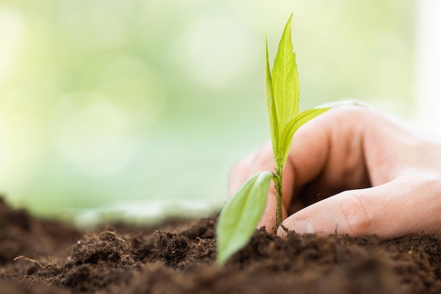 hand met plantengroei en zonsondergang concept eco en groene wereld