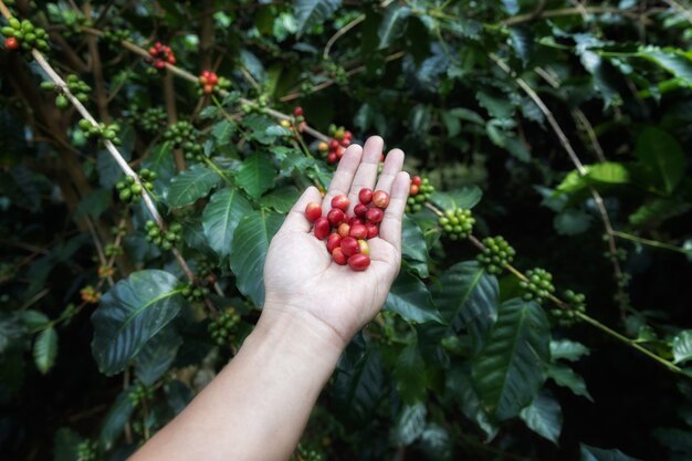 Hand met rijpe koffieboon,