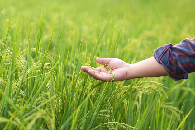 Hand met rijst in het veld Rijp oor van rijst bij de hand kopie ruimte