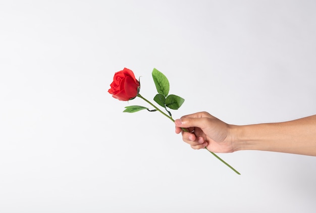 Hand met rode roos bloem op grijze achtergrond voor Valentijnsdag.