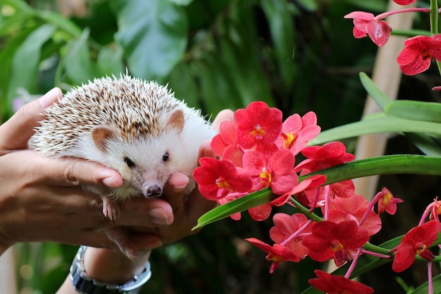 hand met schattige jonge egel met rode orcid groene bladeren achtergrond dier en natuur concept