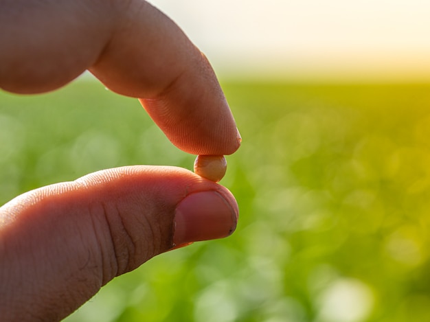 Hand met sojabonen met platation en lucht aan de horizon en details in macro