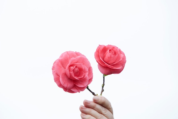 Hand met twee prachtige camellia bloemen