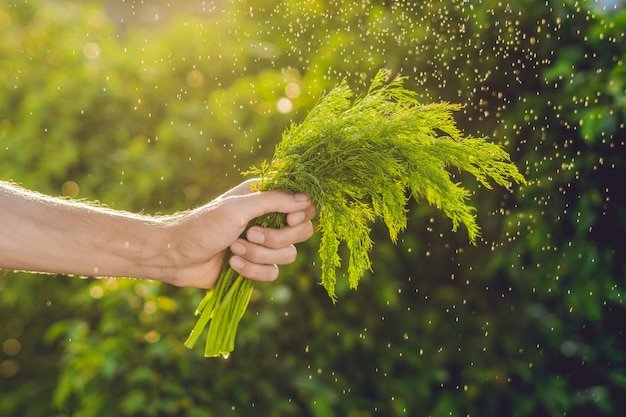 Hand met venkel met waterdruppels